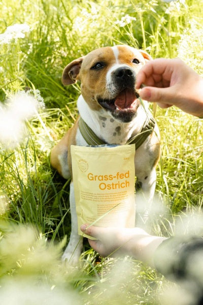 Buddy Poolniisked Maiused Koerale Jaanalinnuliha ja Murakatega 200g – pilt 2