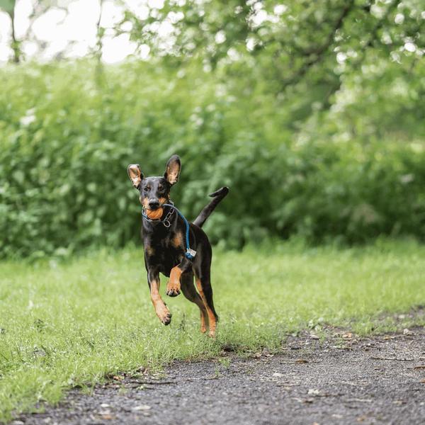 Sprenger / Liker Treeningpall Nööriga M 7cm (ujub vees) – pilt 2