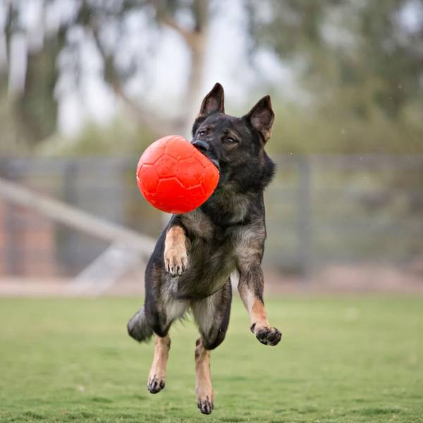 Jolly Pets Mänguasi Koerale Jalgpall Oranž 15cm (Ujub vees) – pilt 3