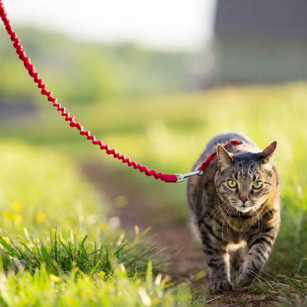 Petsafe Traksid Kassile Easy Walk, Punane S – pilt 2