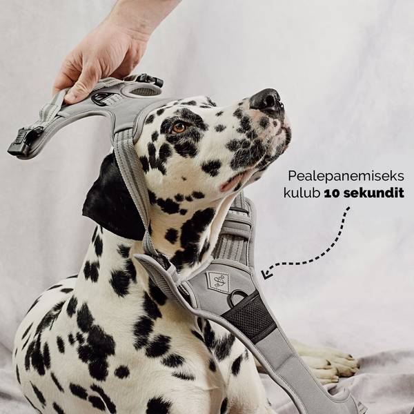 ne&no® sangaga traksid koerale + tõmbeid pehmendav lisarihm | S (chihuahua, kääbuspinšer, pomeranian) – pilt 2