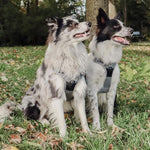 ne&no® sangaga traksid koerale + tõmbeid pehmendav lisarihm | XL (amstaff, pitbullterjer) – pilt 5