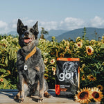 GO! Skin + Coat Lõhega Kuivtoit Koerale ja Kutsikale 11,4kg – pilt 4